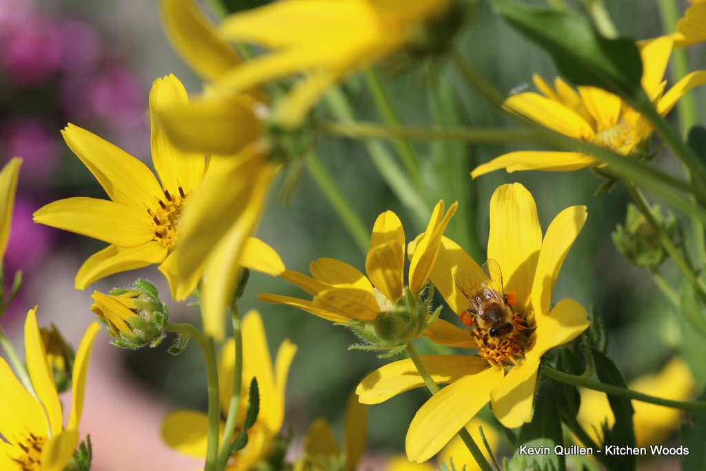 Bee on Yellow Wildflowers - 1